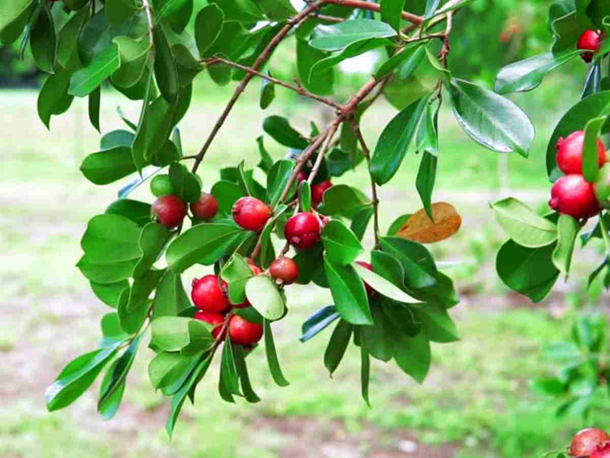 Cây giống ổi sim Nhật