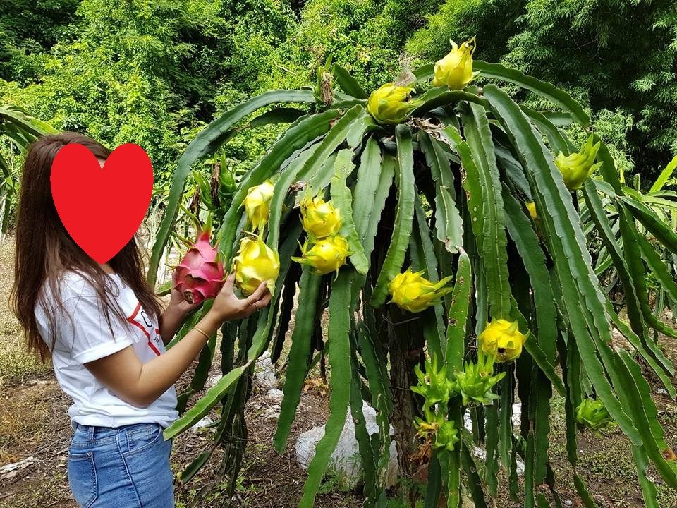 Cây Giống Thanh Long Vỏ Vàng Thái