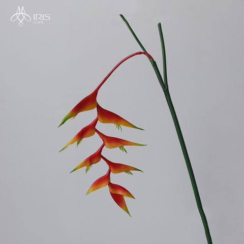 Hoa Heliconia đỏ cành rủ