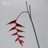 Hoa Heliconia đỏ cành rủ