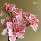 Hoa Clivia lụa