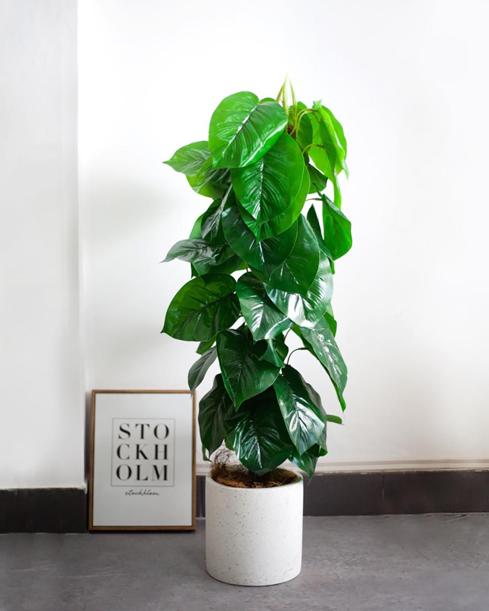 Cây Trầu Bà Leo Cột Giả Kiểu 1