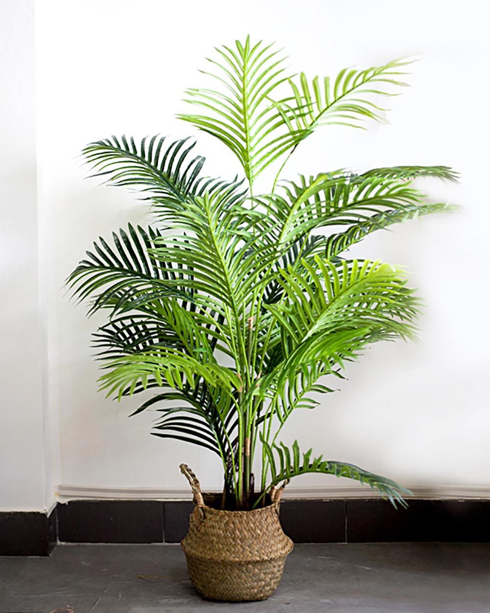 Cây Dừa Giả