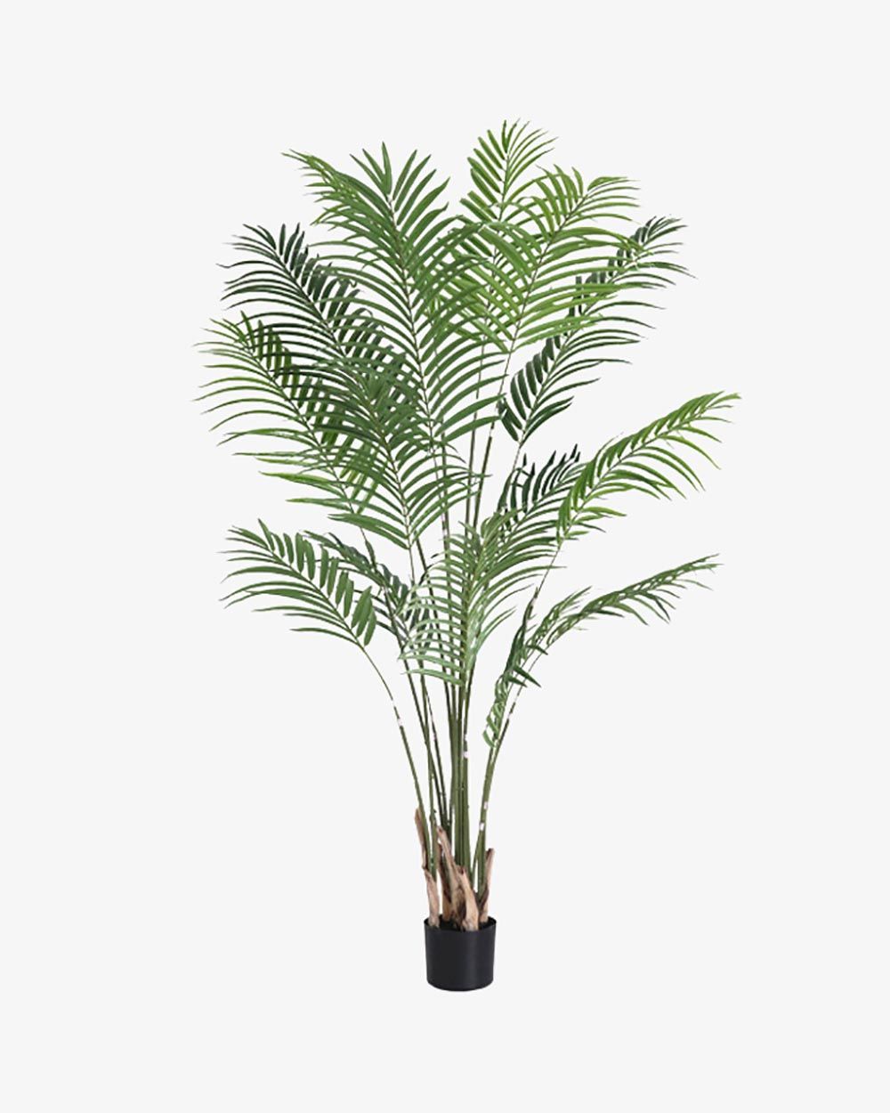 Cây Dừa Cảnh Kiểu 2