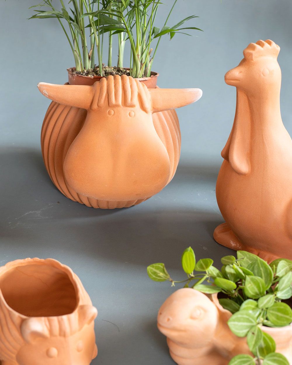 Chậu Tượng Trâu Mái Ngố