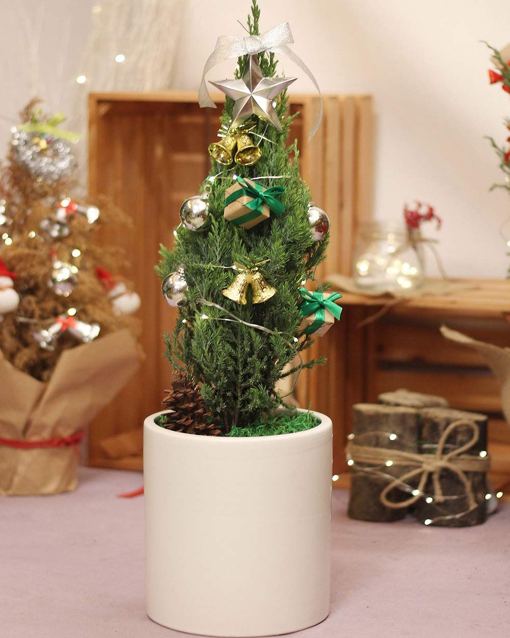 Cây Sơn Tùng Noel