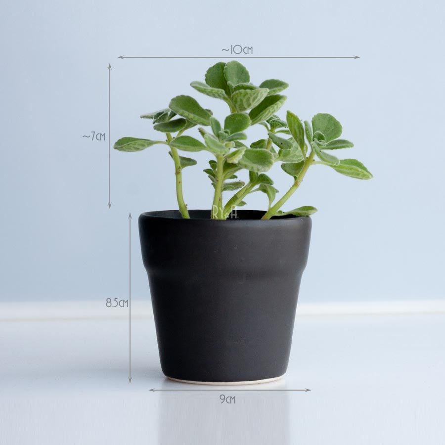 Chậu sen đá thơm Nhất Mạt Hương để bàn 280301