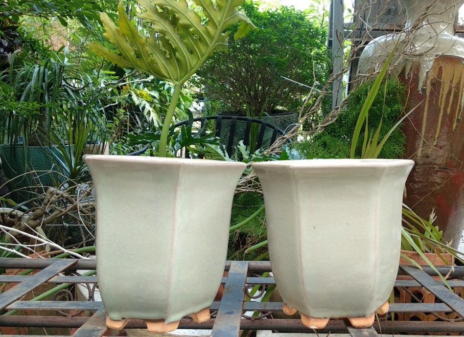 Chậu bonsai lục giác, trắng ngà