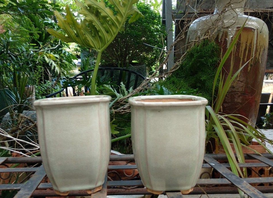 Chậu bonsai vuông, trắng ngà