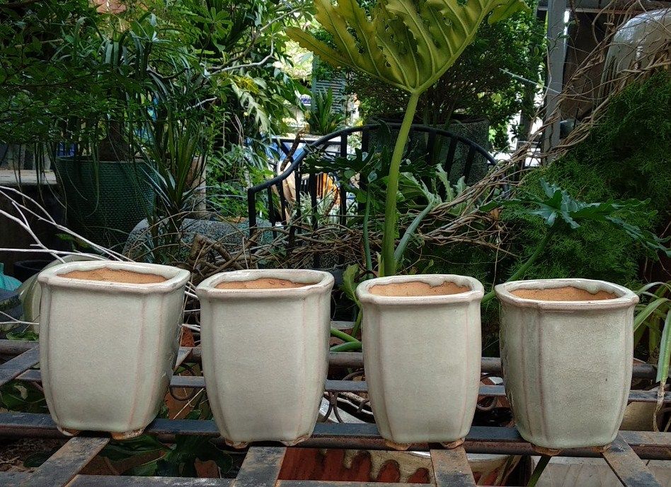 Chậu bonsai vuông, mini, trắng ngà