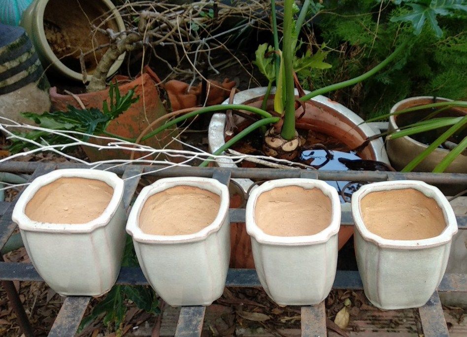 Chậu bonsai vuông, mini, trắng ngà