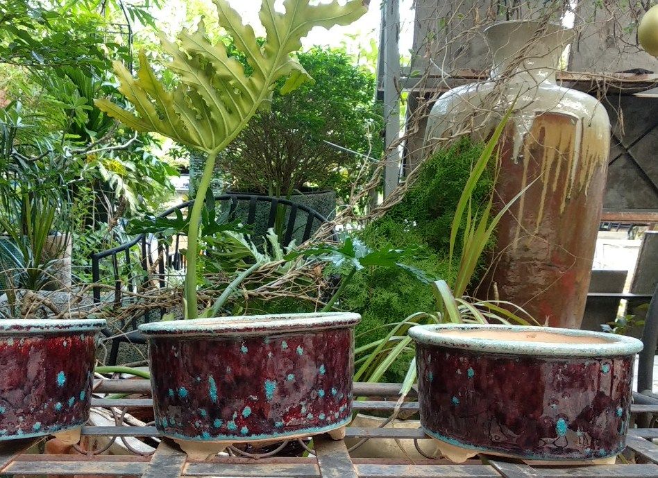 Chậu bonsai tròn, 3 chân, huyết dụ