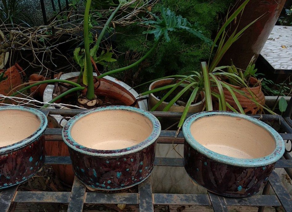 Chậu bonsai tròn, 3 chân, huyết dụ