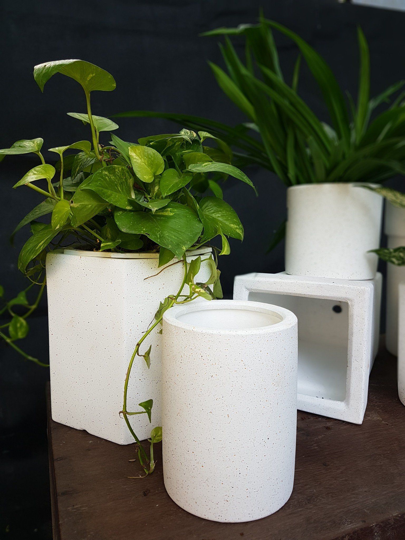 Chậu xi măng tròn thấp trắng bộ 2, H16 - 19cm