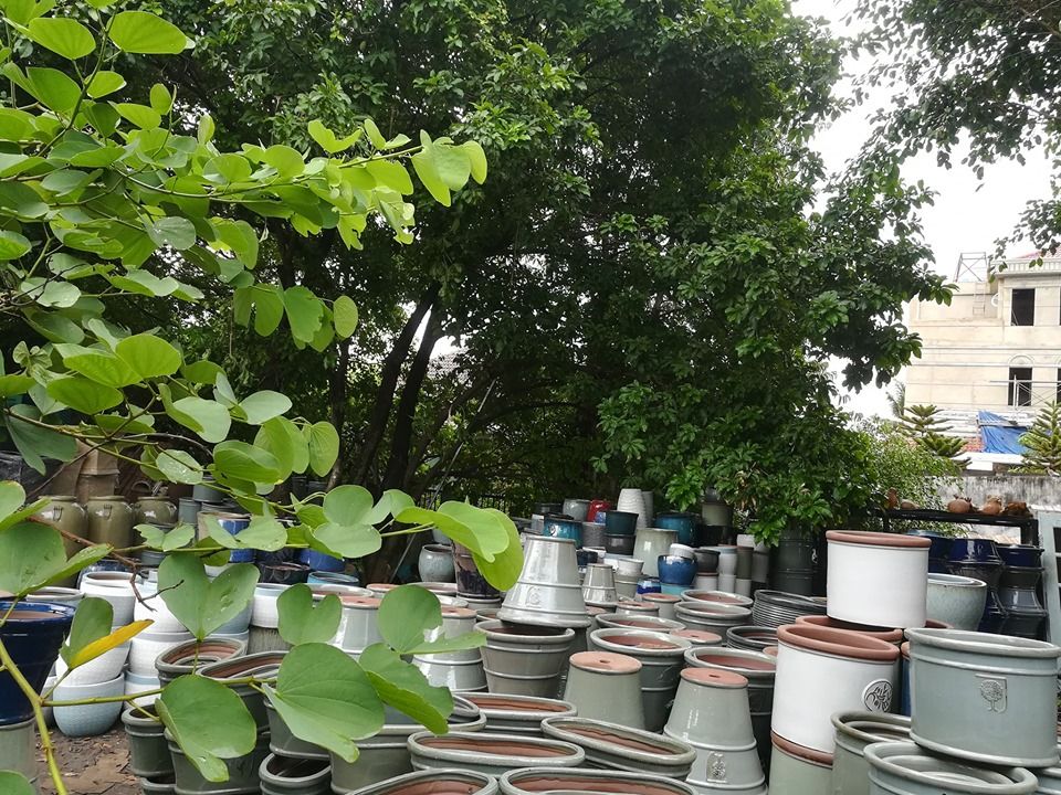 Chậu oval, bộ 3