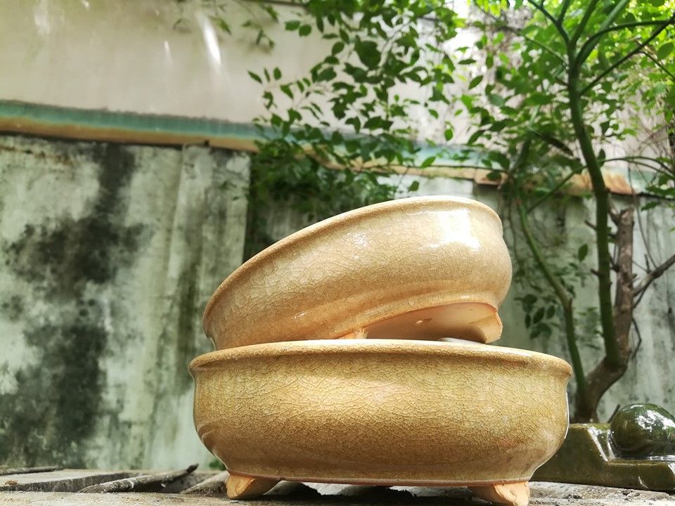 Chậu bonsai vàng rạn, bộ 2