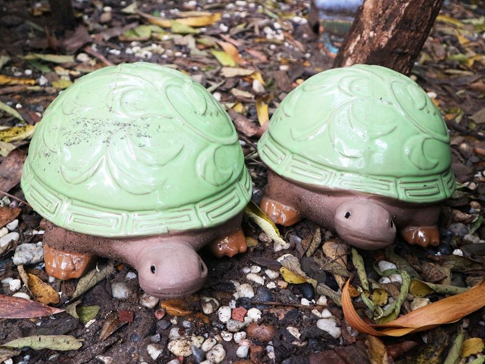 Rùa gốm lang thang, D25cm