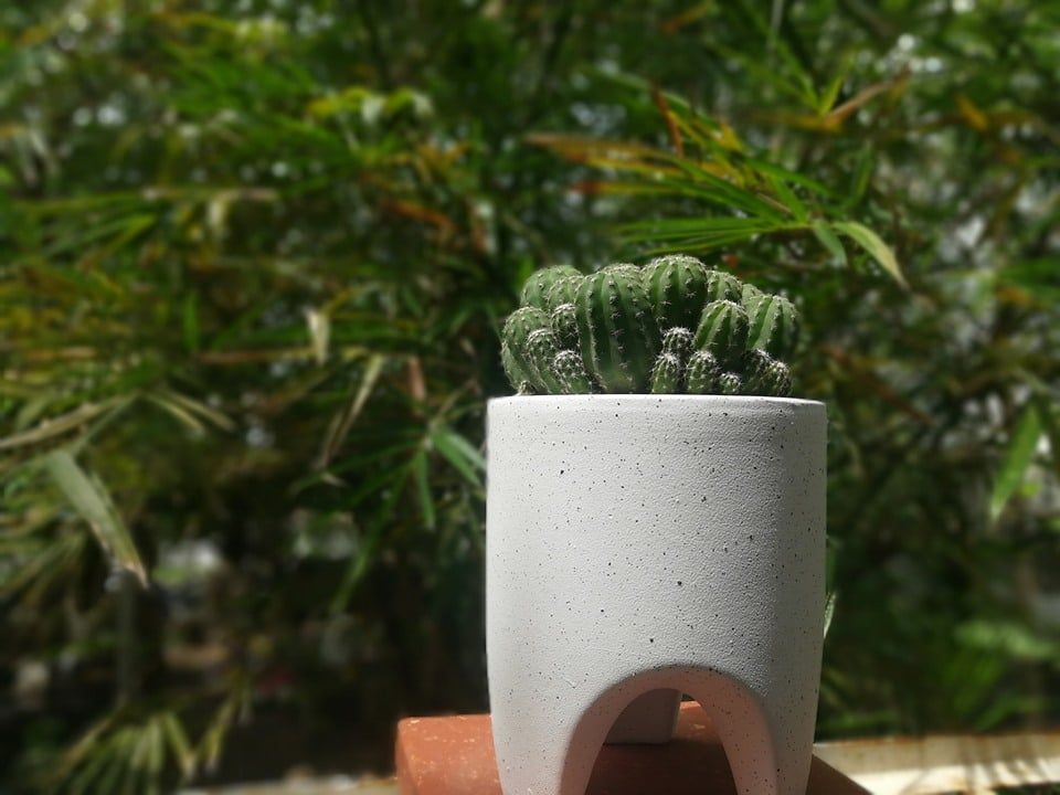 Chậu S-Tooth, C16 x R14 cm