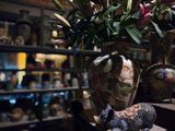  Ché hoa sen chạm khắc, gốm thủ công mỹ nghệ Nam bộ, H50 cm 