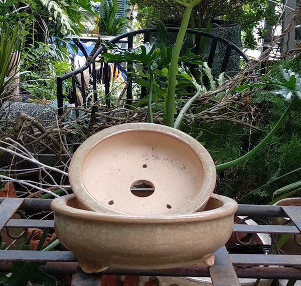 Chậu bonsai vàng rạn, bộ 2