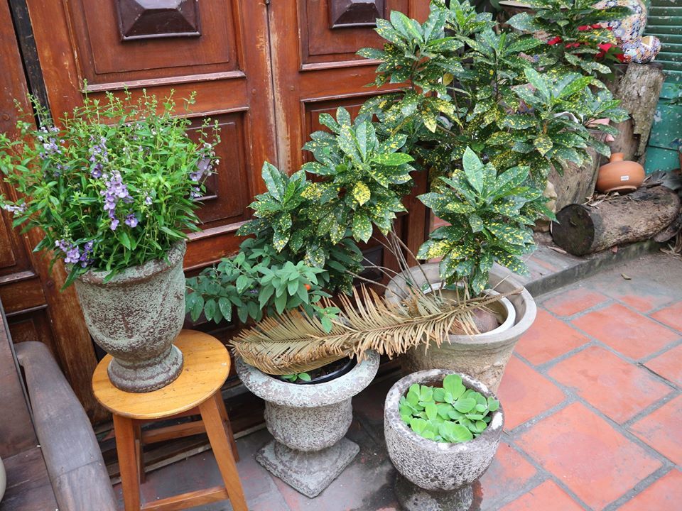 Chậu Atlantic - Cắm hoa, trồng hoa, bonsai