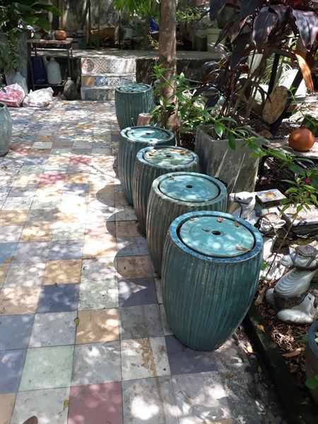 Chóe nước tròn, xanh ngọc, H60 cm