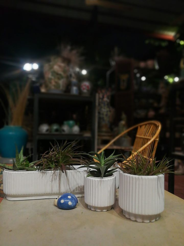Chậu West Elm trắng bộ 3