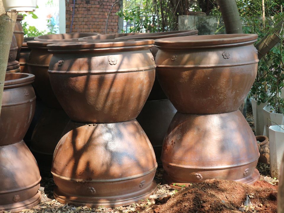Chậu nâu bông mai miệng rộng, R75 x C55cm