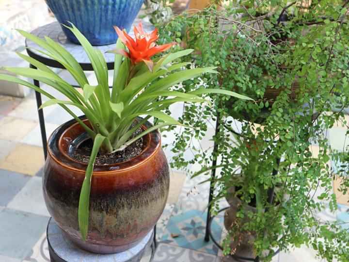 Chậu nồi đỏ, R30 x C18cm- 0402n3l042