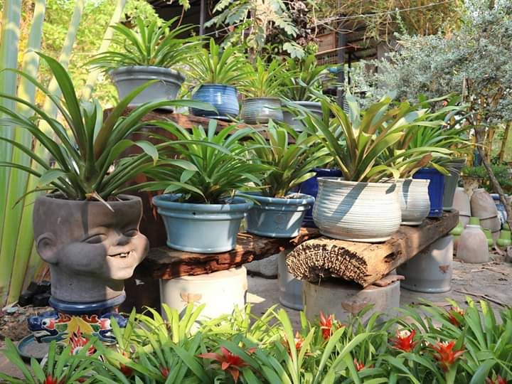 Chậu Tý sún, chậu trồng cây gốm Nam Bộ, C35 x R28cm