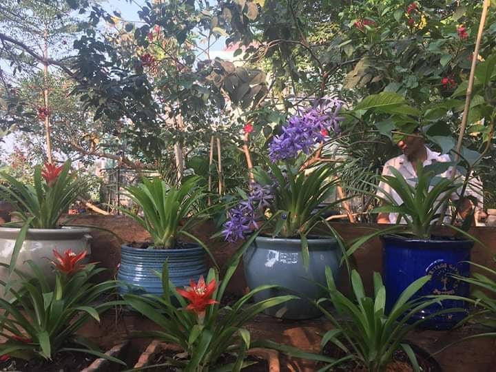 Chậu men trồng cây, trang trí đa dạng