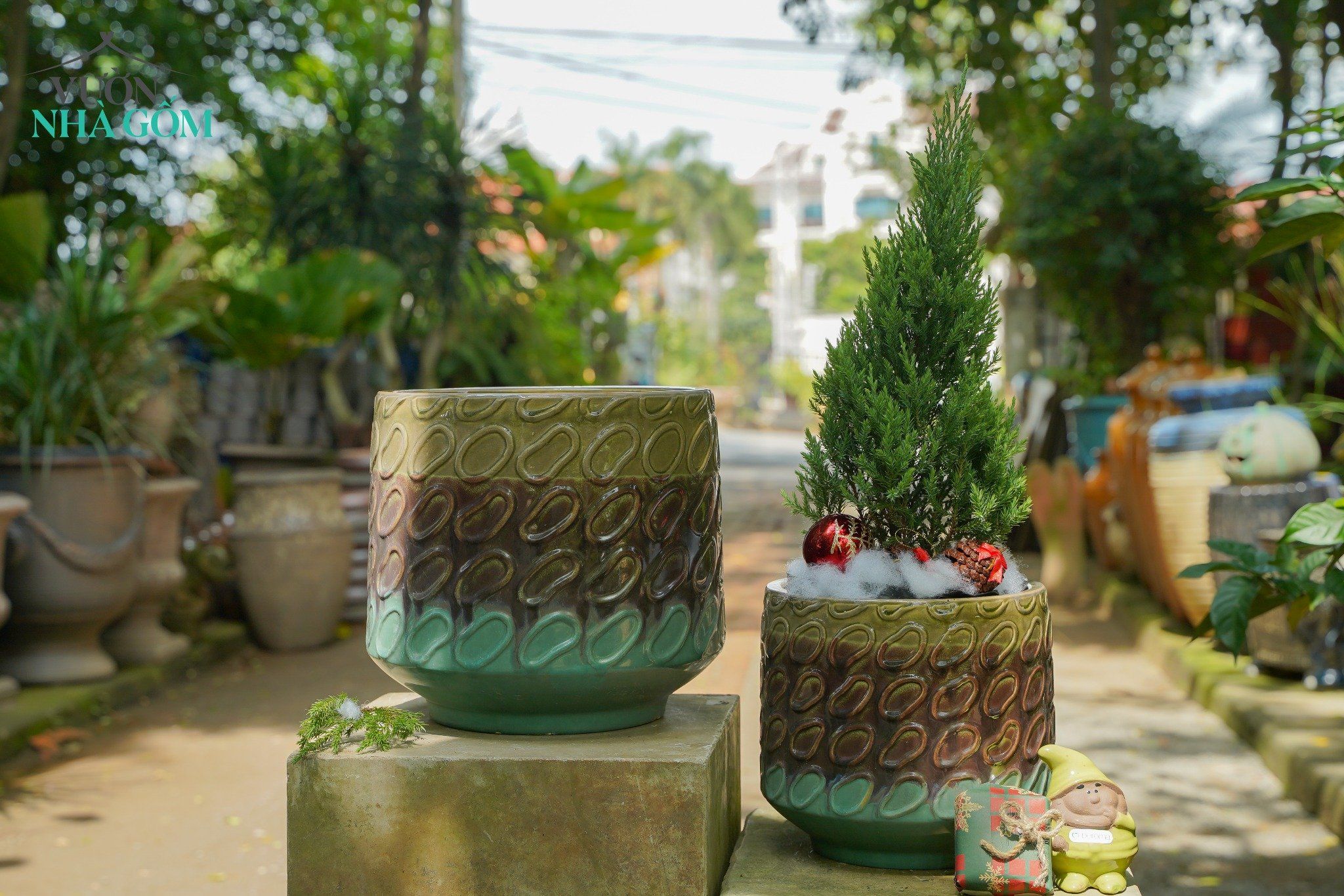 Chậu trồng cây Tùng sơn, cây mùa Giáng sinh các loại, H40cm