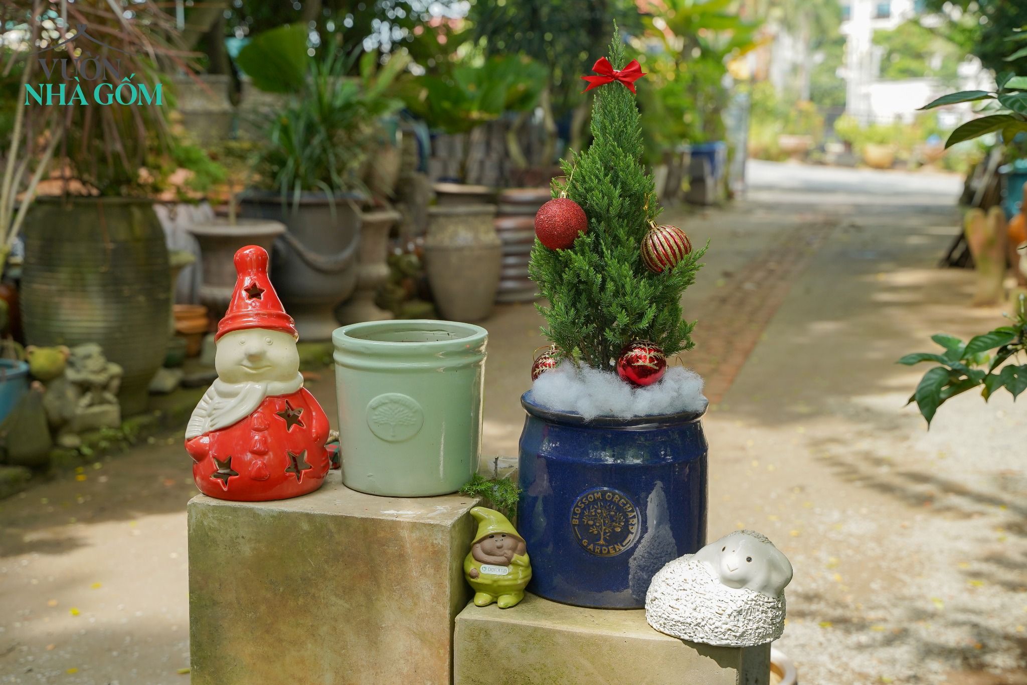 Chậu trồng cây Tùng sơn, cây mùa Giáng sinh các loại, H40cm