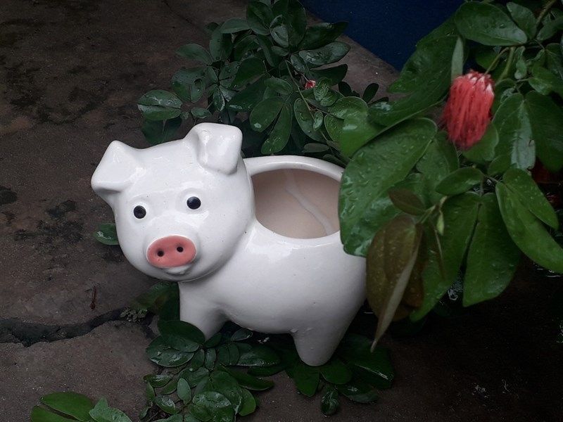 Chậu heo con nhiều màu, D25cm