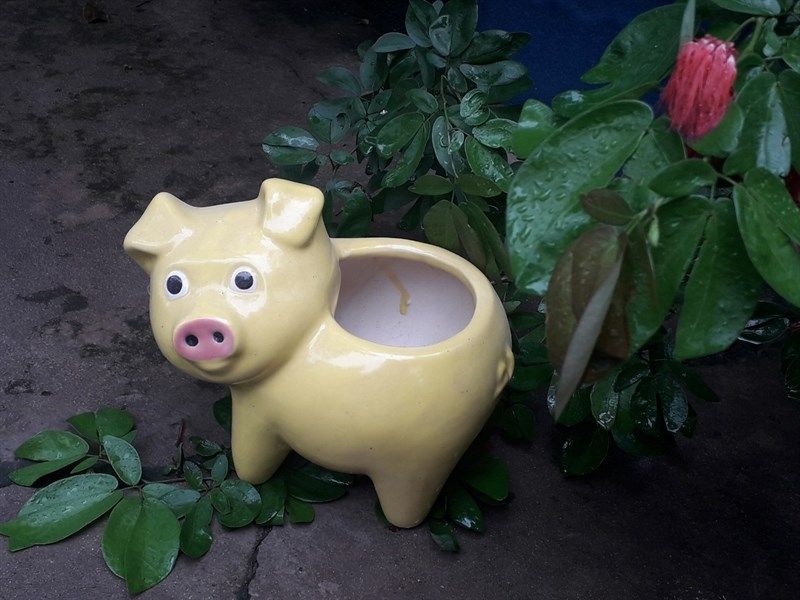 Chậu heo con nhiều màu, D25cm