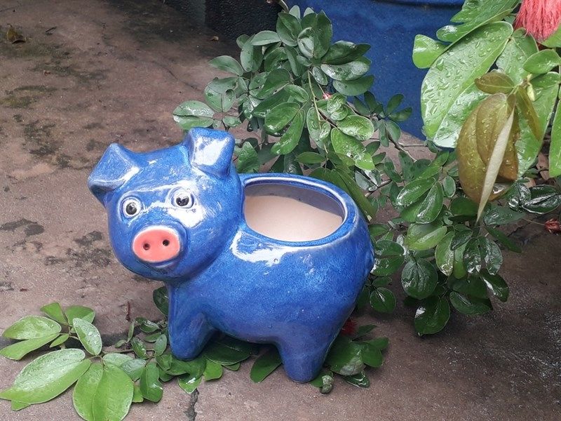 Chậu heo con nhiều màu, D25cm