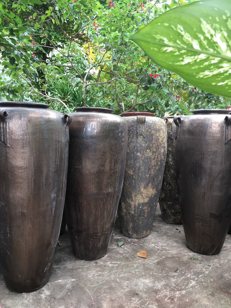 Chóe cao trang trí cảnh quan/làm thác nước | H110 - H130cm