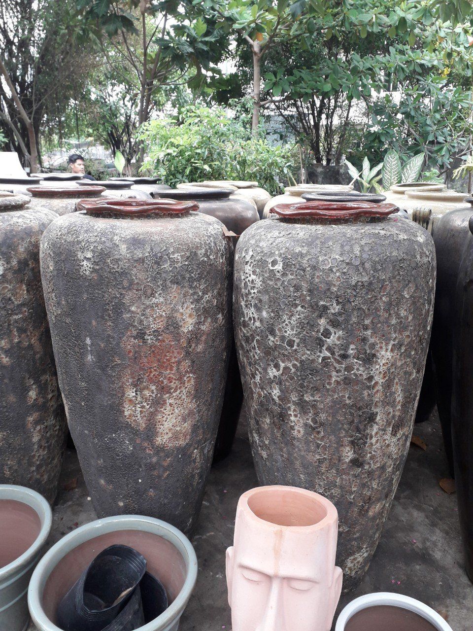 Chóe cao trang trí cảnh quan/làm thác nước | H110 - H130cm