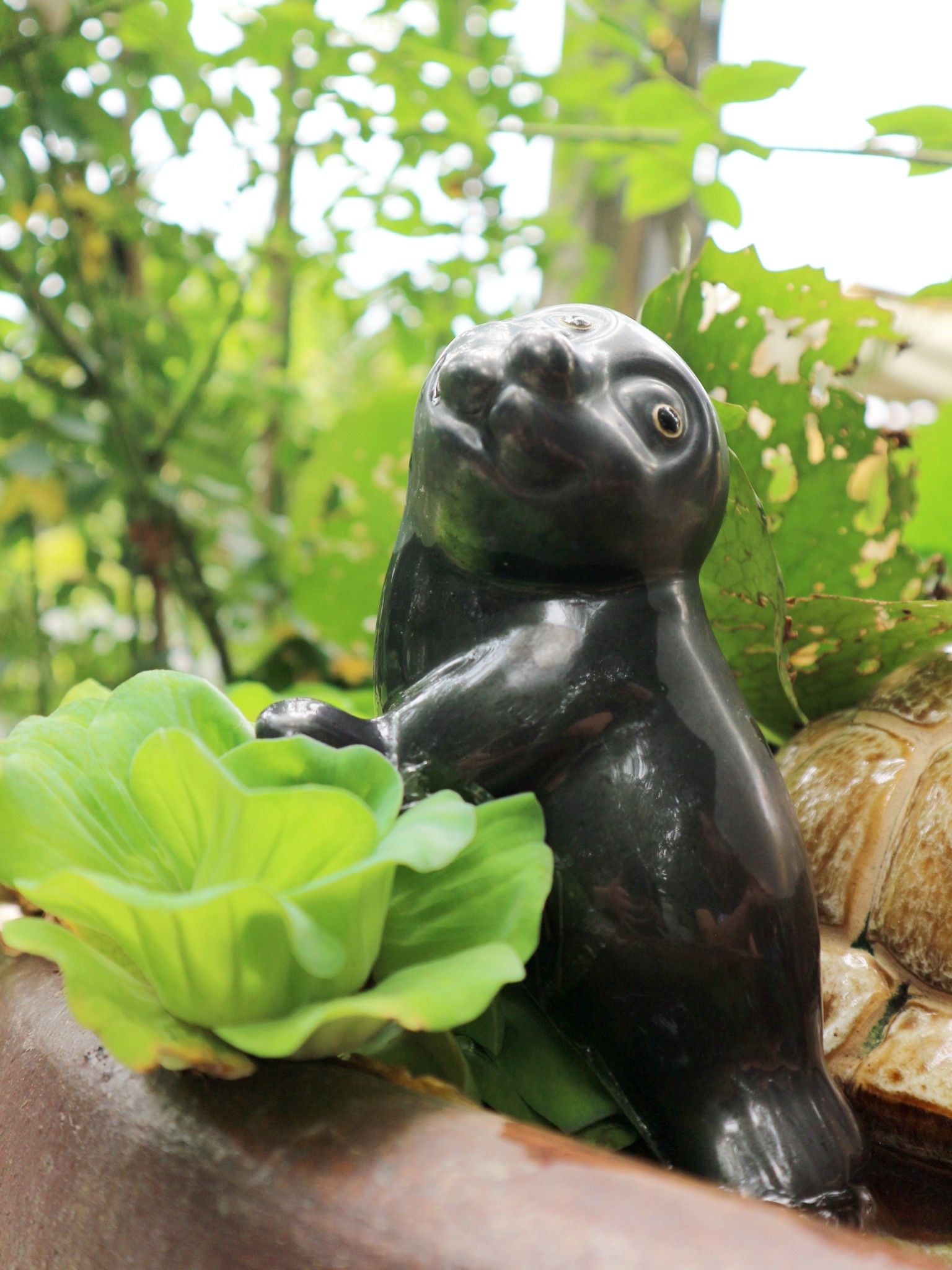 Hải cẩu cô đơn, D 17cm