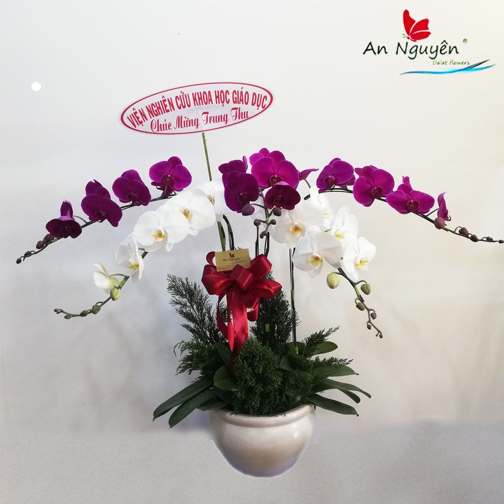 Lan Hồ Điệp 5 Cành 5C004