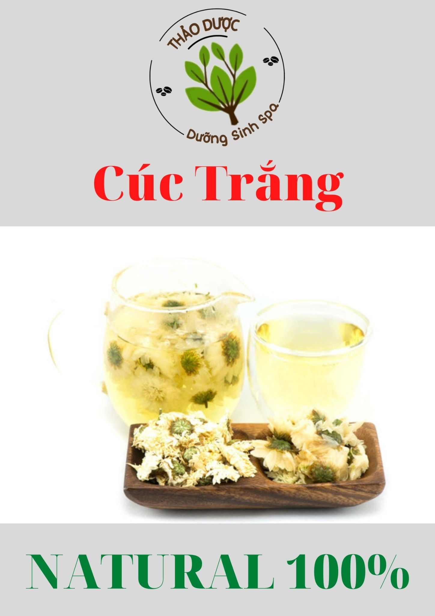 Cúc Trắng