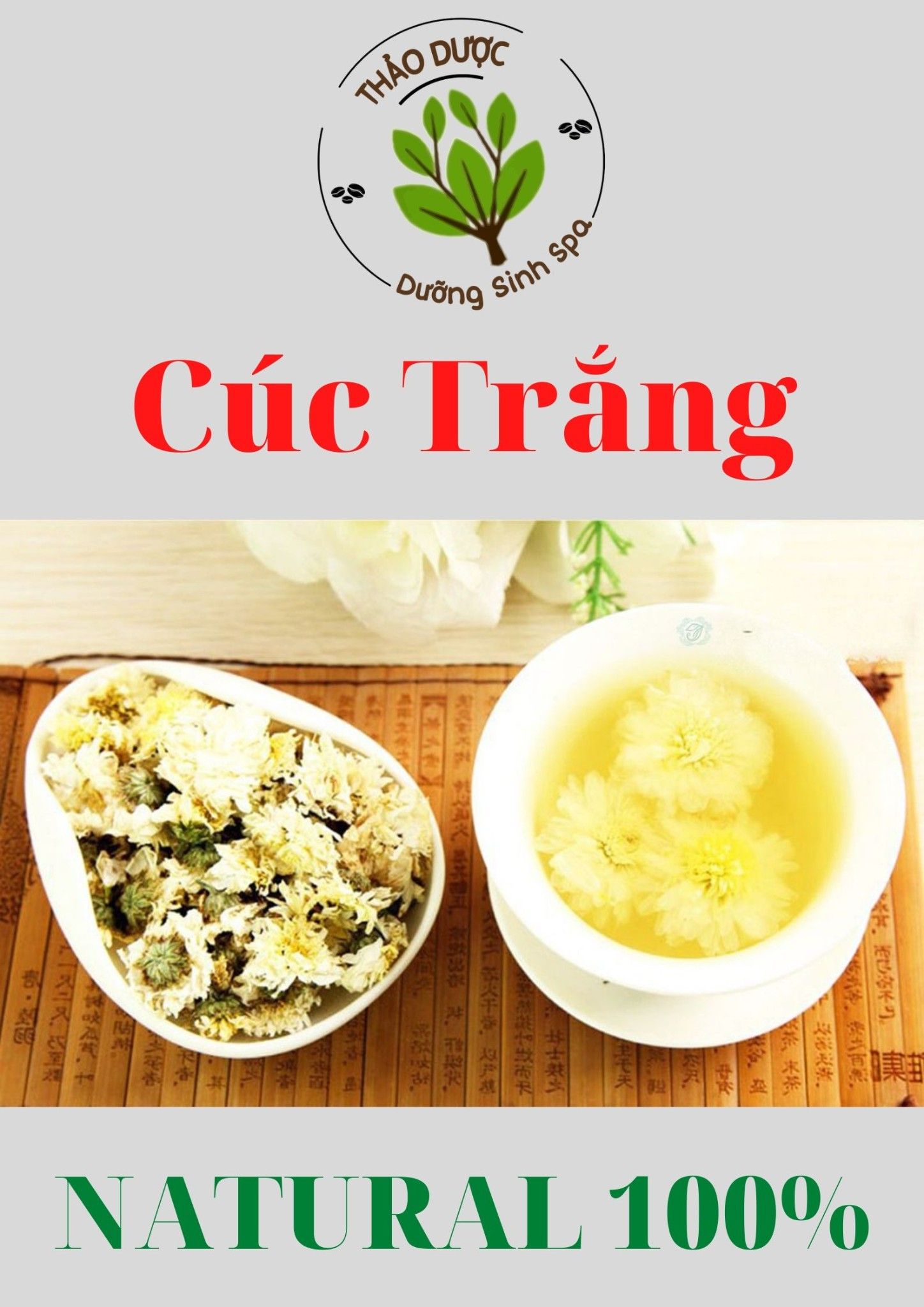 Cúc Trắng