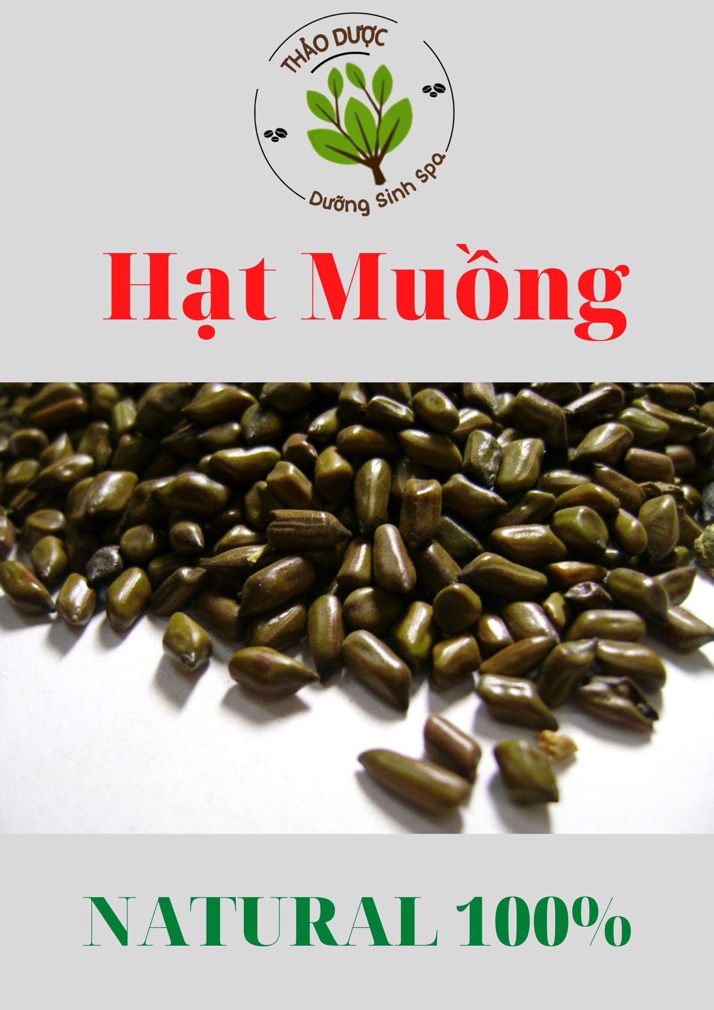 Trà Hạt Muồng - Thảo Quyết Minh