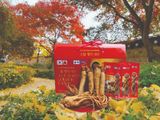  Túi nước hồng sâm Hàn Quốc linh chi táo đỏ - Red Ginseng Lingzhi jujue TPCN 30 gói 