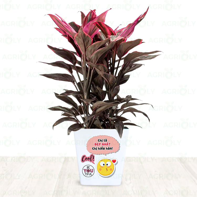 Cây Huyết Dụ & Chậu Sứ