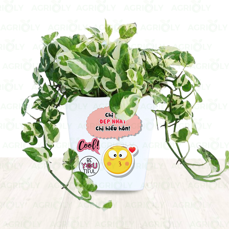 Cây Trầu Bà Cẩm Thạch & Chậu Sứ