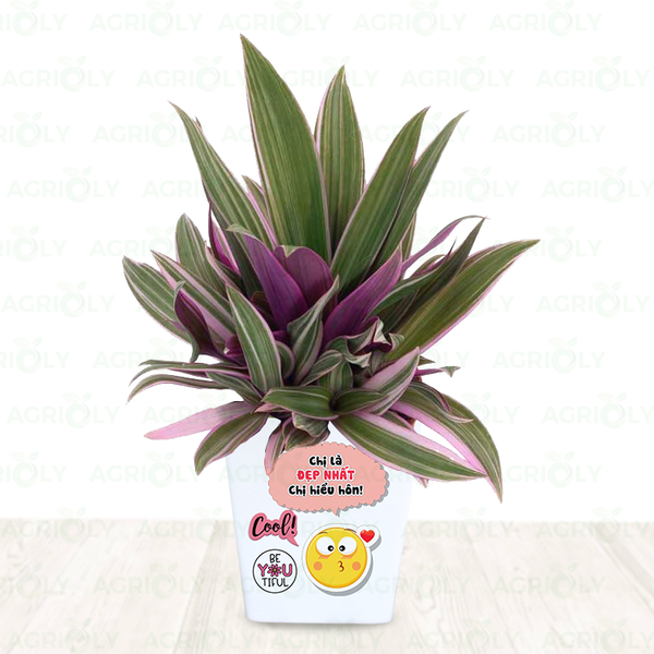 Cây Bảy Sắc Cầu Vồng Chậu Sứ AGRIOLY Vietnam