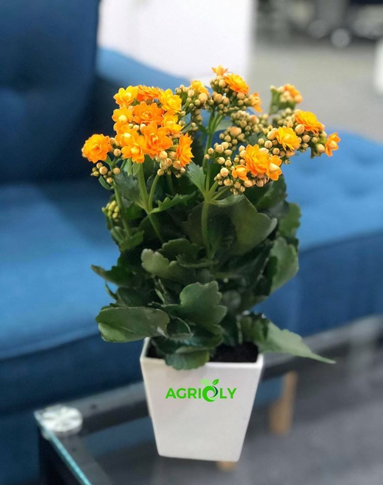 Hoa Sống Đời & Chậu Sứ
