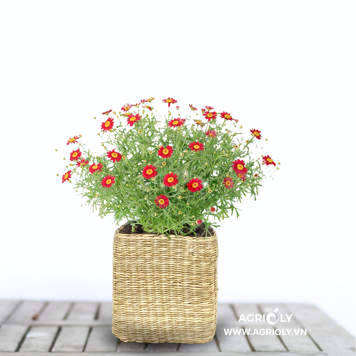 Hoa Cúc Họa Mi với Chậu Cói Vuông