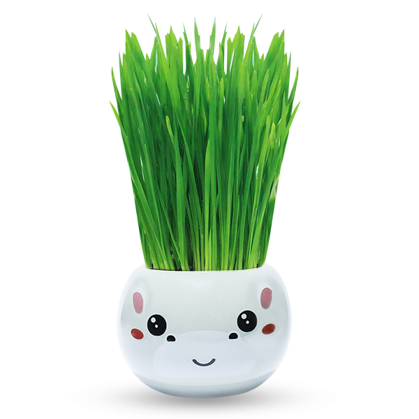 Bộ Cỏ Lúa Mì Tự Trồng Grass Kit Hình Hà Mã